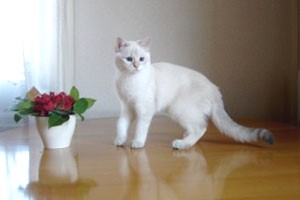 Затушеванный Колор-пойнт Окрас Британских Кошек: фото, стандарт окраса. Фото затушеванный поинт британских котят, кошек, котов. Серебристый и золотой затушеванный колор-пойнт британец: стандарт окраса. 
